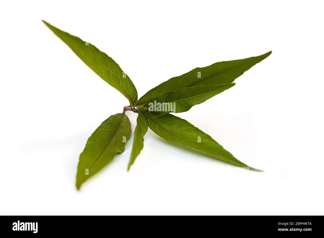 Justicia gendarussa leaves isolated on white background. Stock Photo