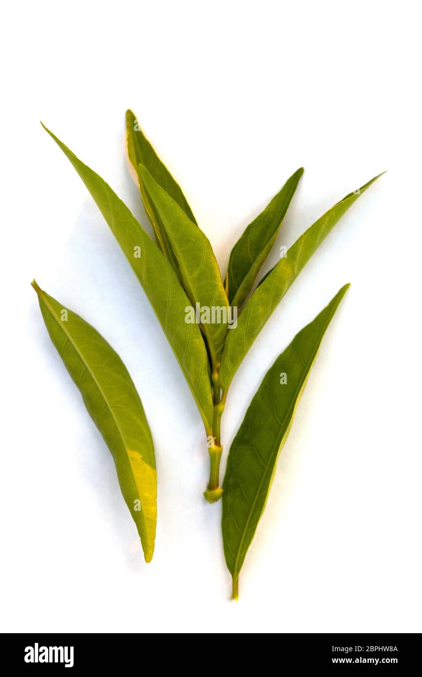 Gendarussa vulgaris leaves isolated on white background from above. Stock Photo