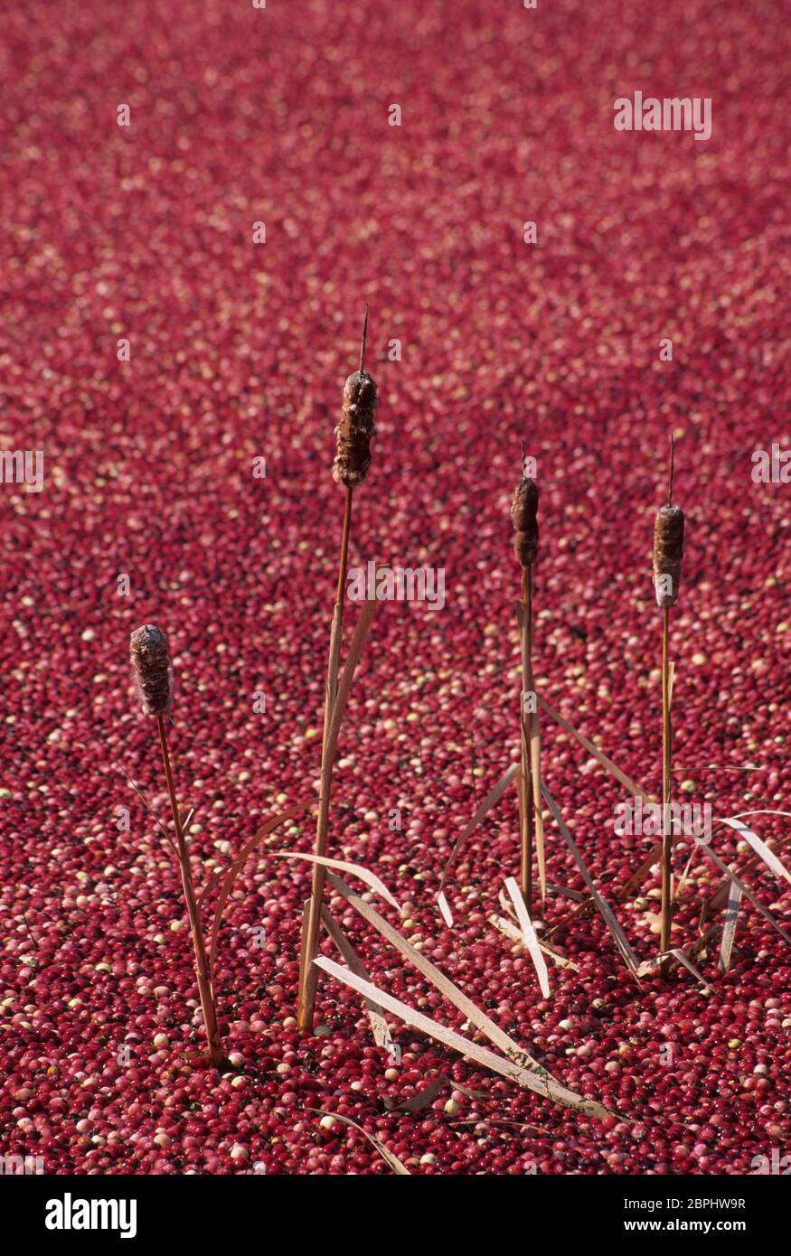 Cranberries on flooded bog with cattails, Monroe County, Wisconsin Stock Photo