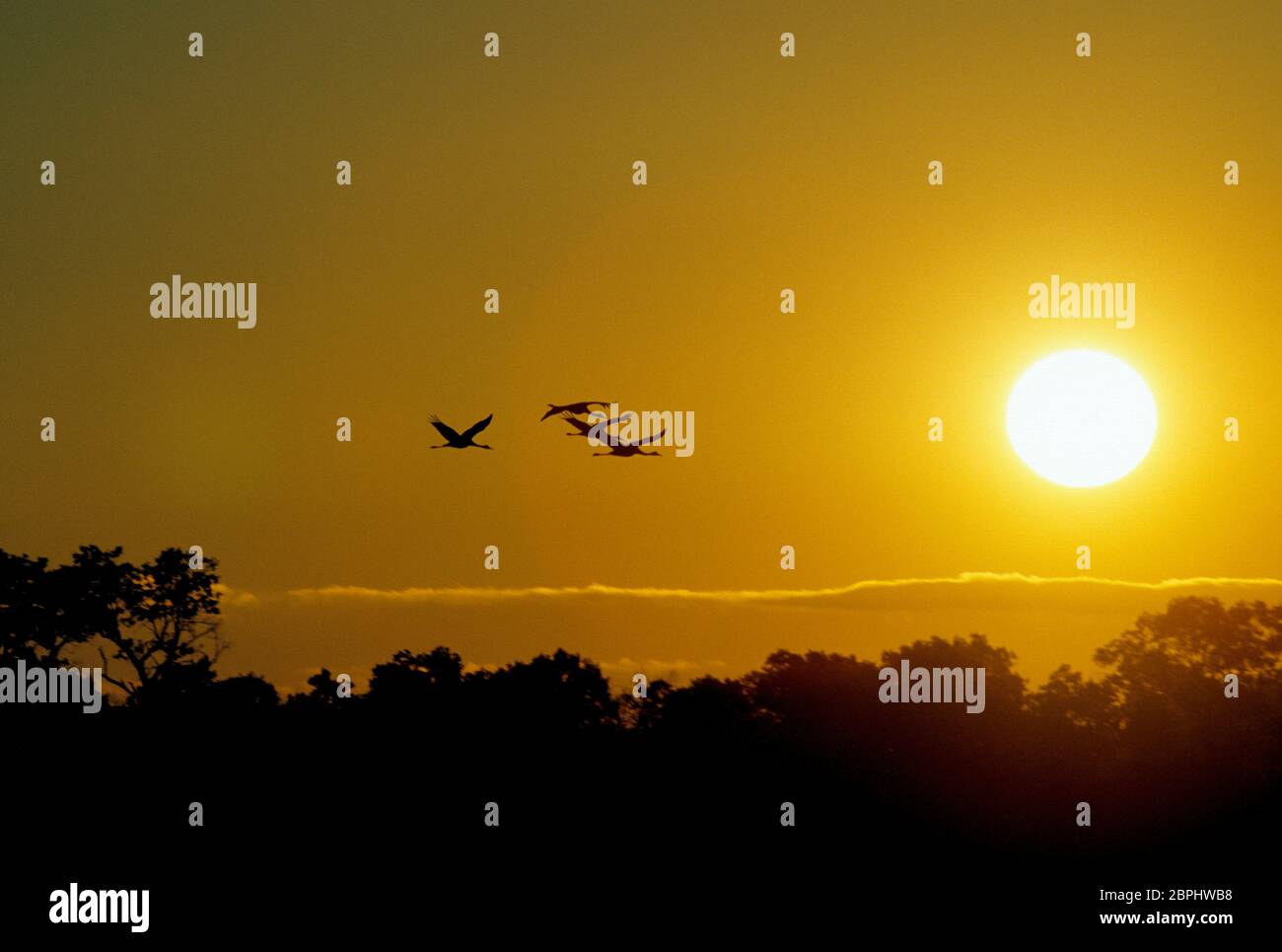 Rynearson Pool 1 sunrise with sandhill cranes from blind on