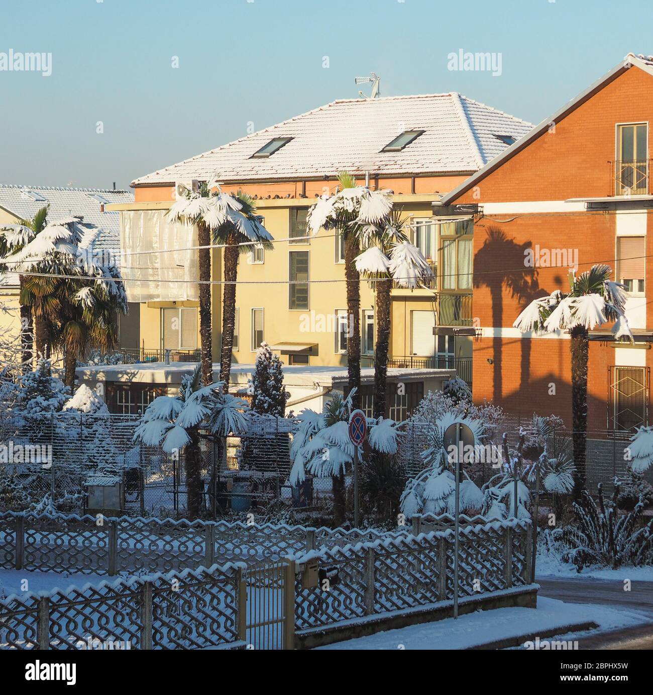 palm trees in the snow as a result of climate change Stock Photo - Alamy