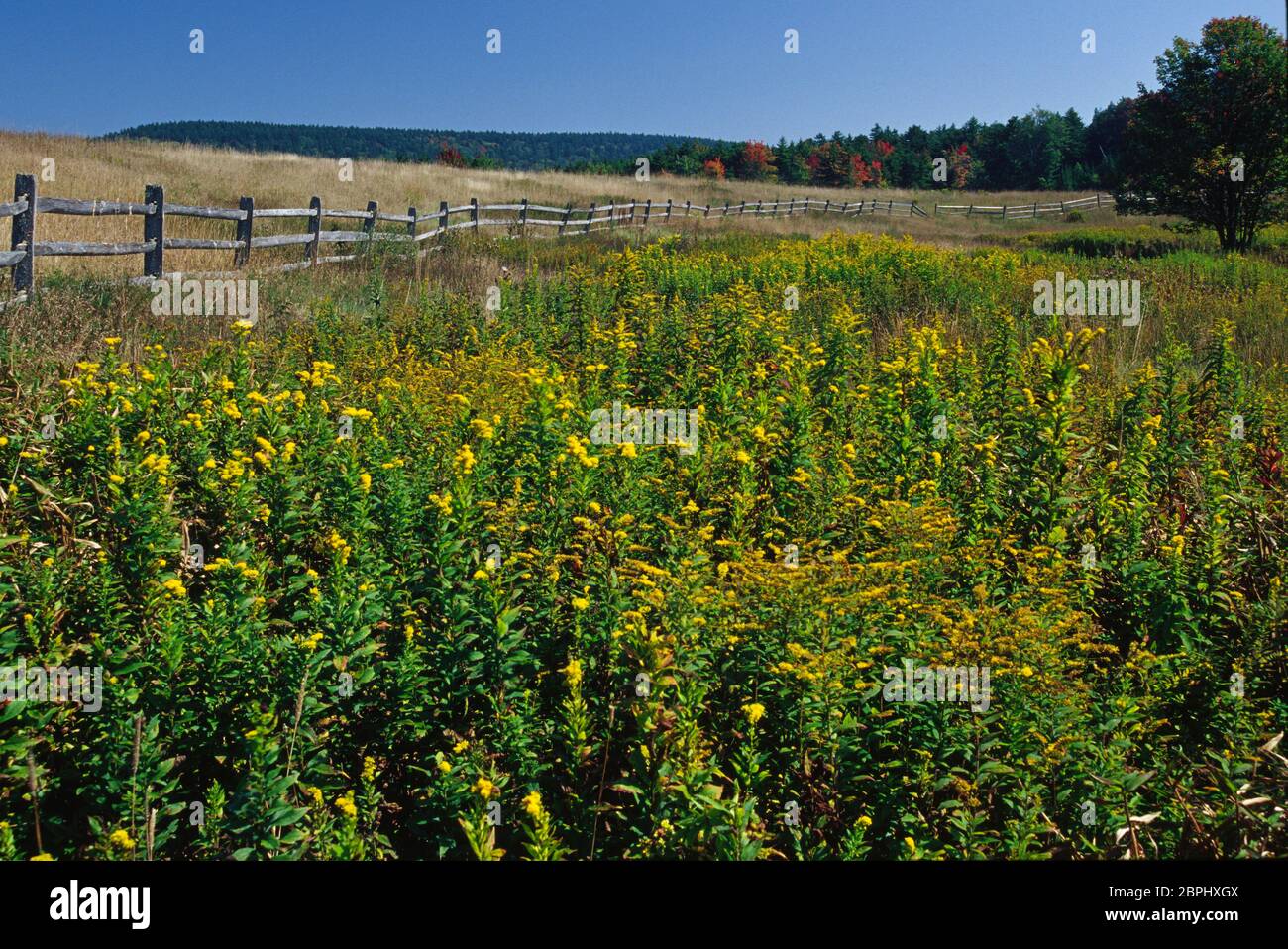 Fence with goldenrod at Tea Mountain Trailhead, Highlands Scenic Highway, Monongahela National Forest, West Virginia Stock Photo