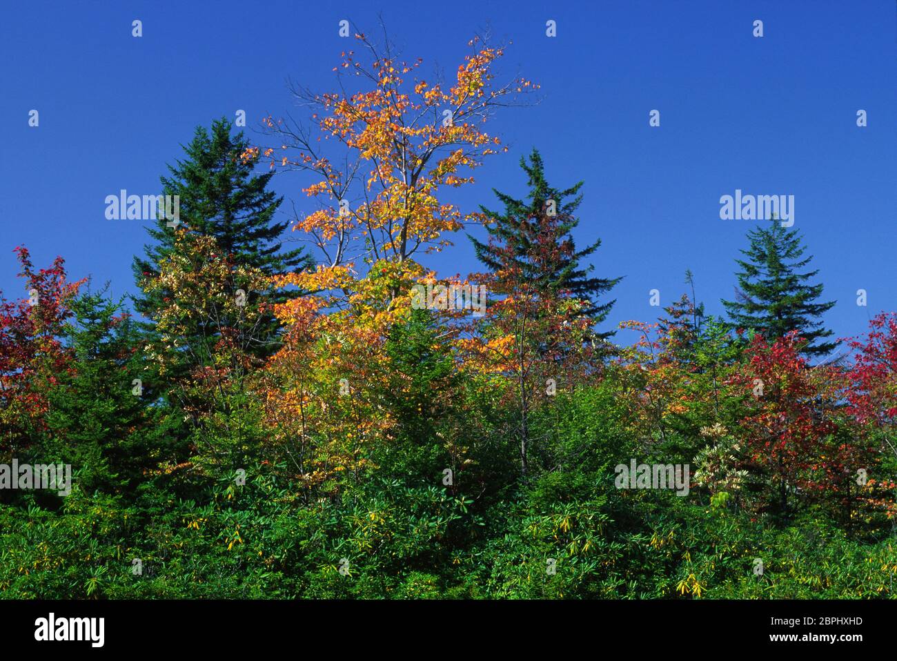Forest at Williams River Valley Overlook, Highlands Scenic Highway