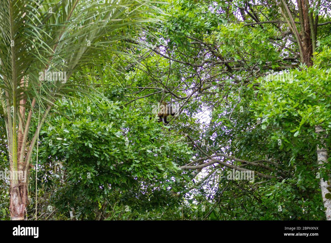 Brown capuchin monkey hi-res stock photography and images - Page 14 - Alamy