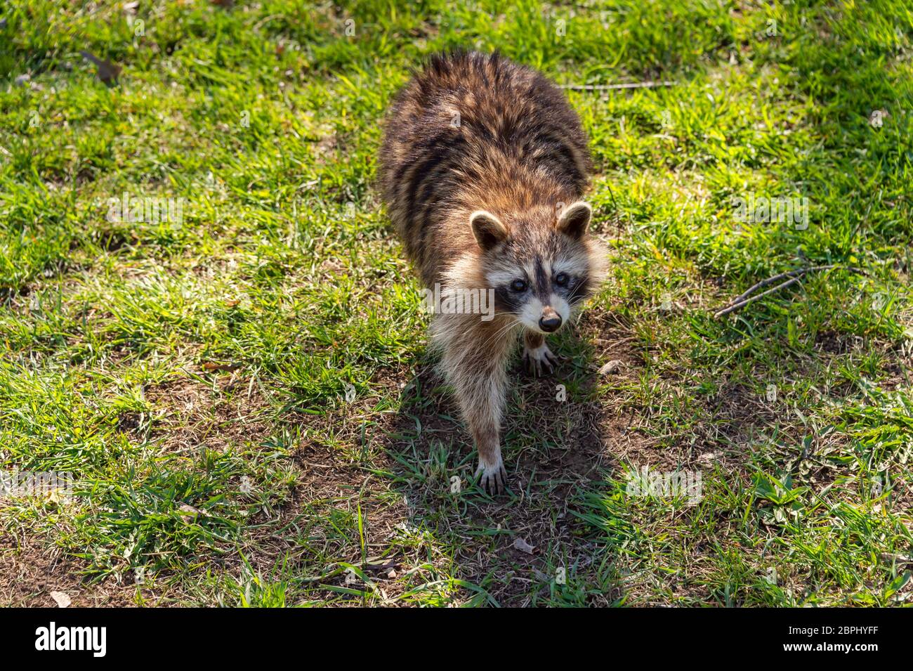 Cute North American raccoon ( Procyon lotor) in Mount Royal Park, Montreal, Canada Stock Photo