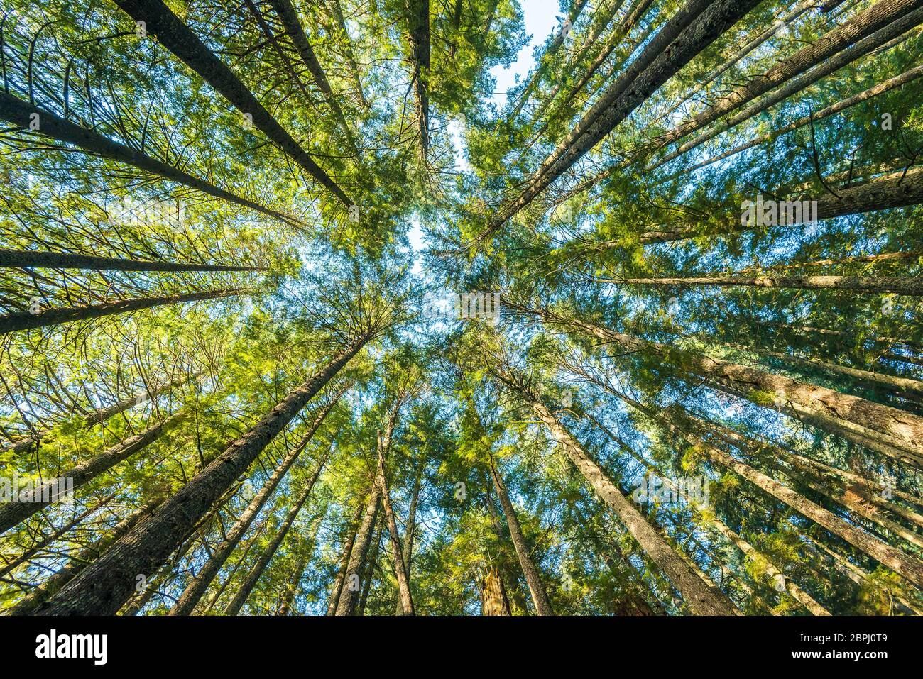 scenic view of very big and tall tree in the forest in the morning ...
