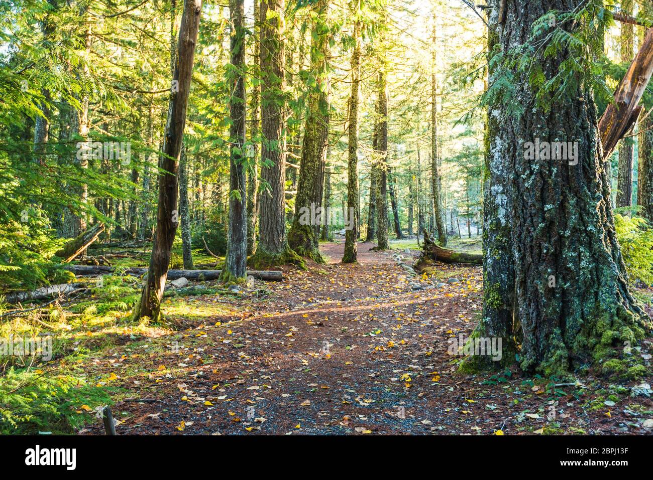 scenic view of very big and tall tree in the forest in the morning ...