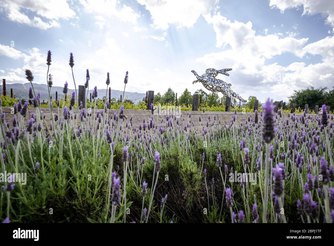 Fields of Lavender out side of HALL Wines St. Helena Napa Valley, California. Stock Photo