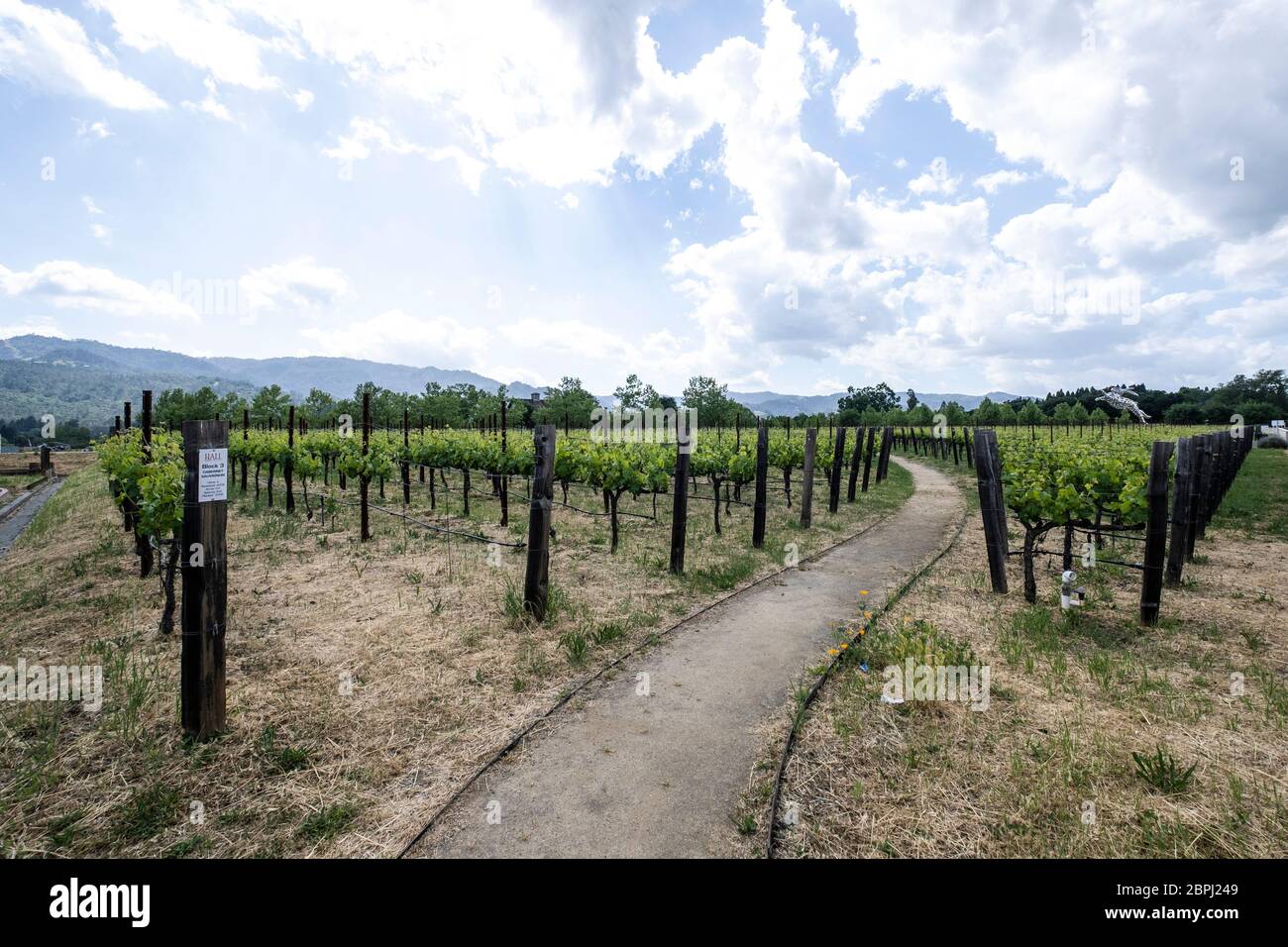 HALL Wines St. Helena Napa Valley, California Stock Photo Alamy