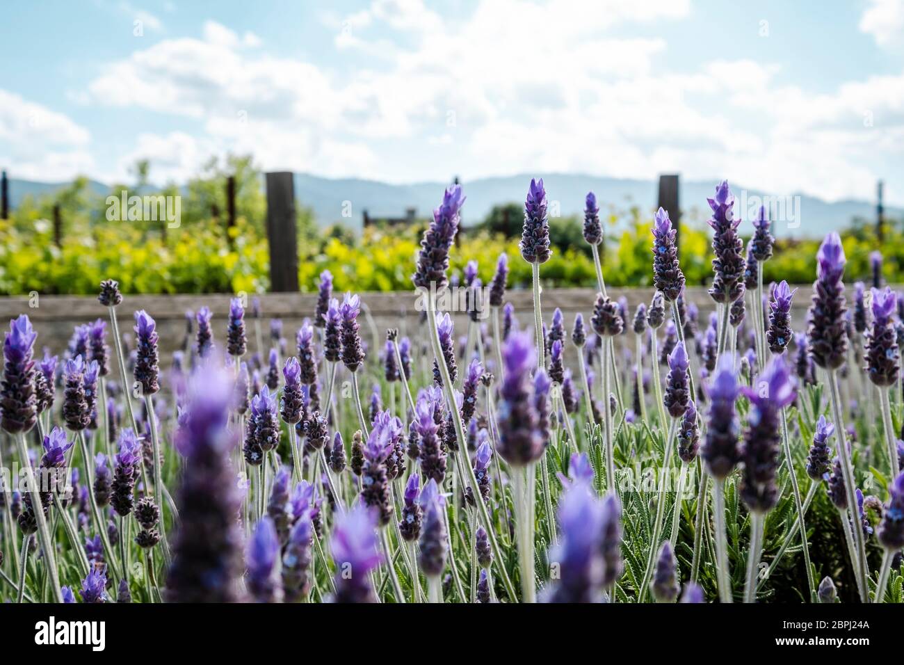 Fields of Lavender out side of HALL Wines St. Helena Napa Valley, California. Stock Photo
