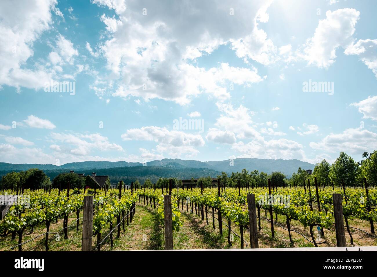 HALL Wines St. Helena Napa Valley, California Stock Photo Alamy
