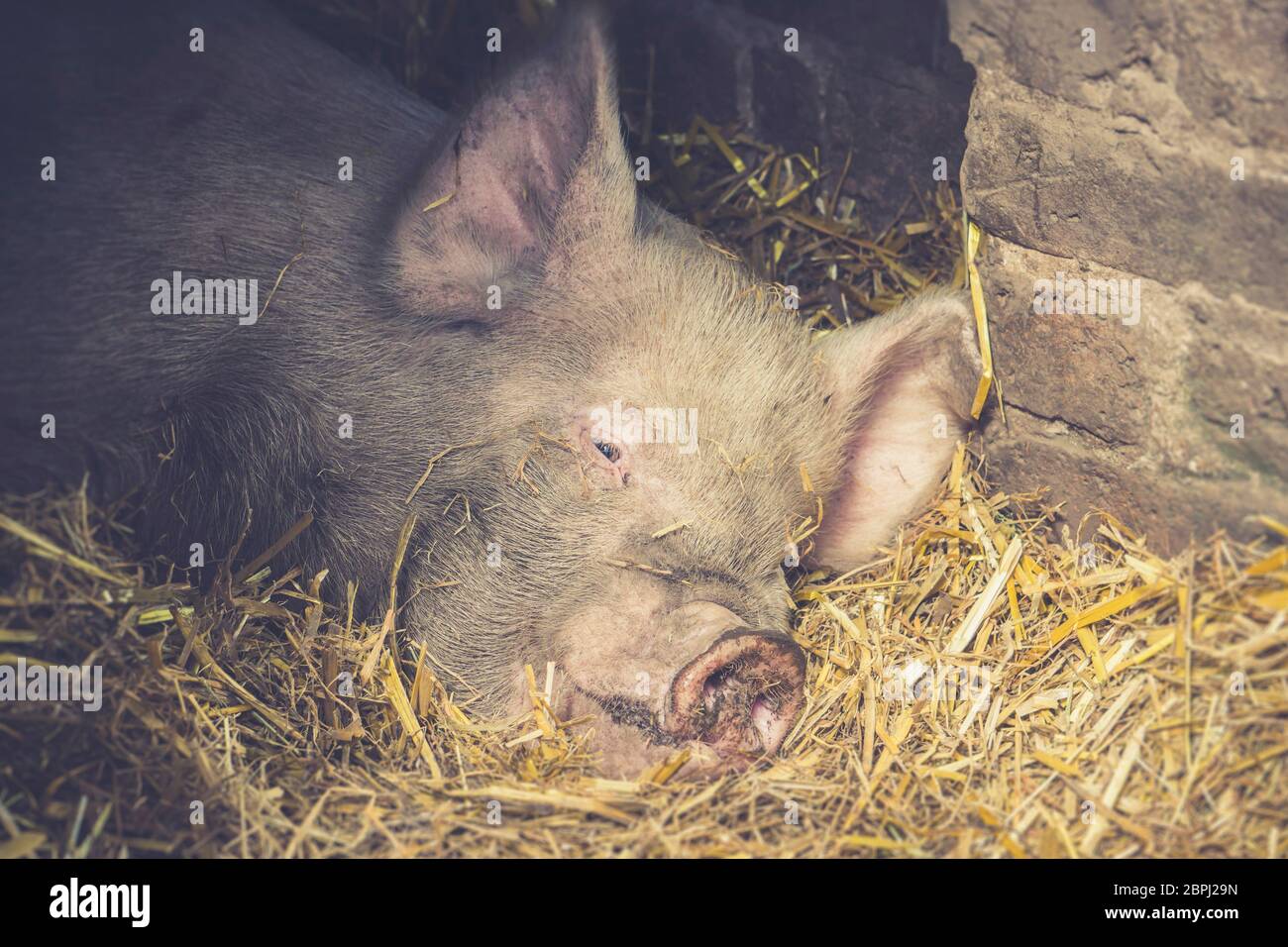 Close up of cute sleeping pig (Sus) isolated in straw in barn doorway, enjoying summer sunshine, UK. Animal pig face with dirty nose lying down asleep. Stock Photo