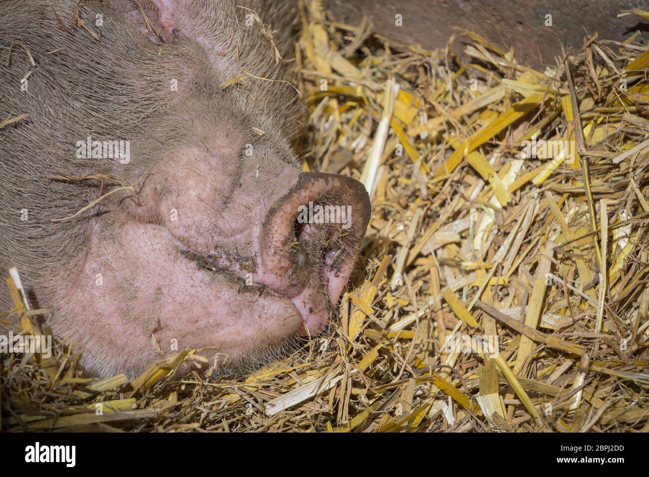 Domestic pig, close up of snout. Cute sleeping animal pig (Sus scrofa domesticus) isolated in barn straw. UK livestock, keeping pigs. Stock Photo
