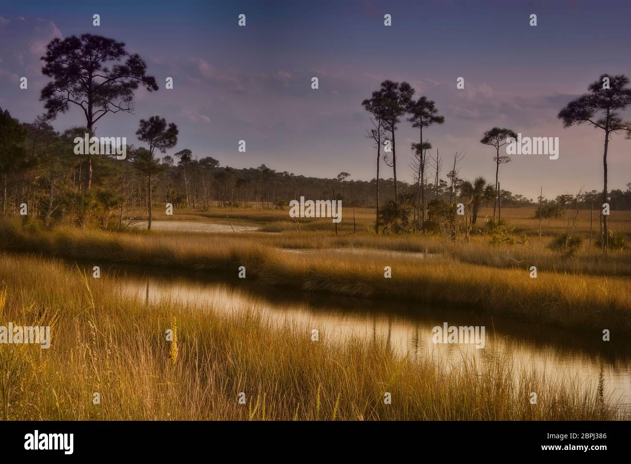 Marshland and swampy area of Northern Florida near the St. Marks river in Tallahassee, Florida. Stock Photo