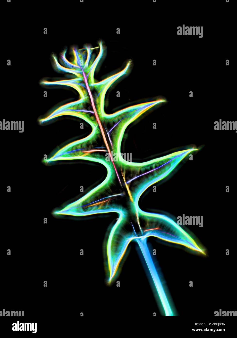 Colorful abstract leaf pattern Stock Photo