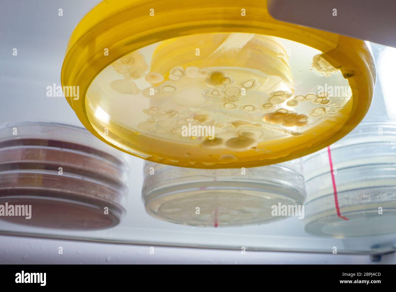 Petri dishes with samples of in a laboratory