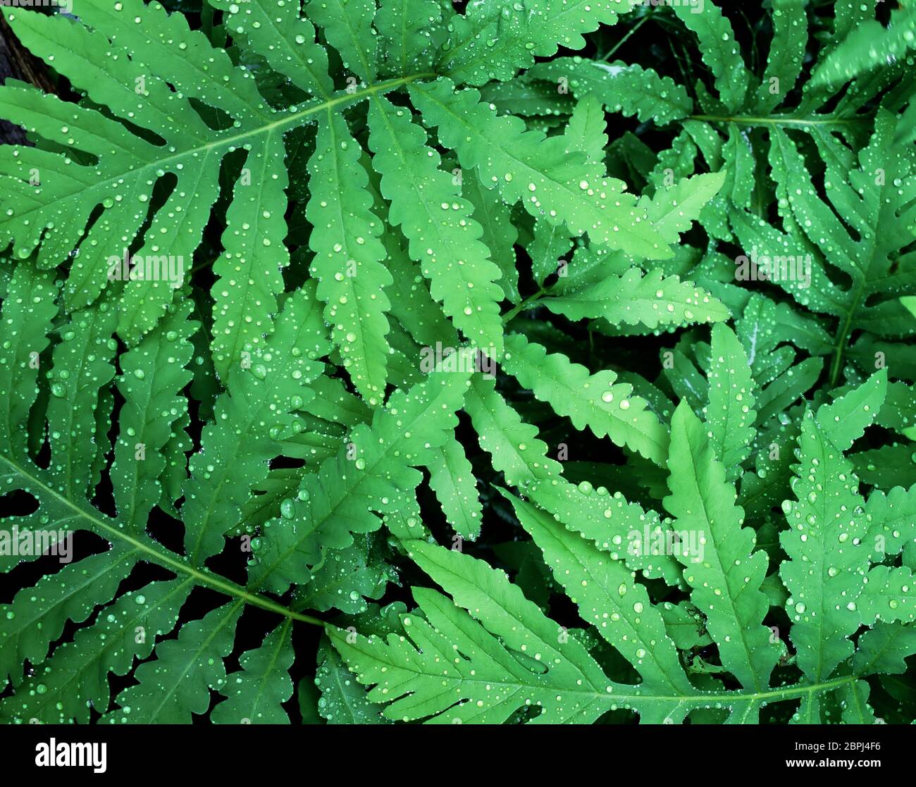 Fronds Of Ferns High Resolution Stock Photography and Images - Alamy