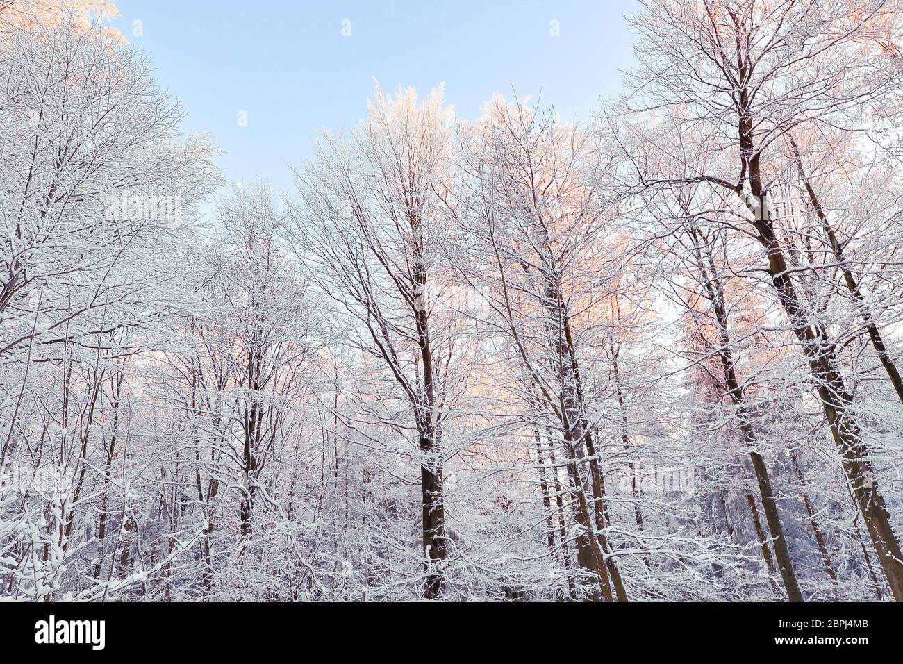 a snowy forest in winter with lots of snow Stock Photo - Alamy