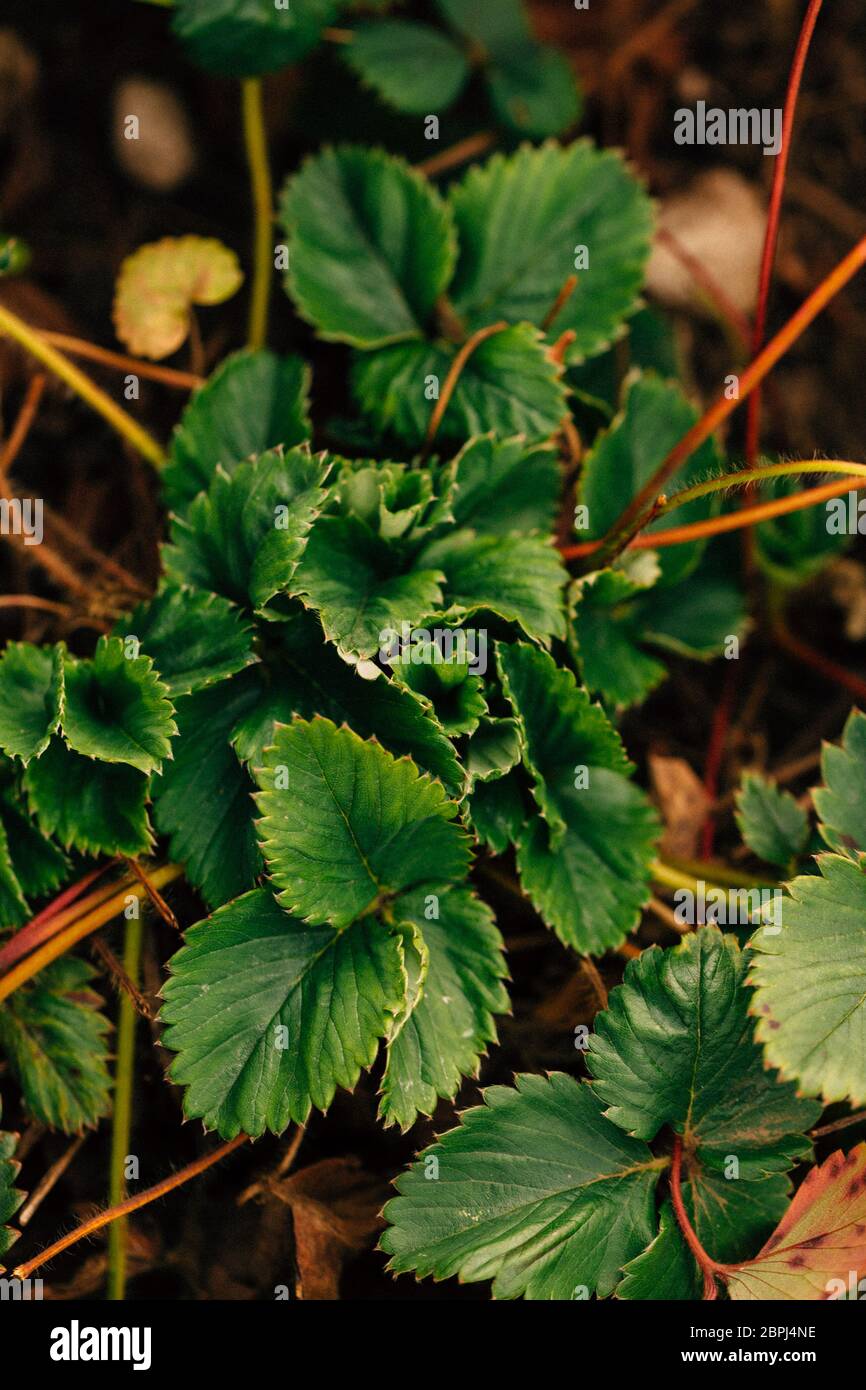 Strawberry bush growing on a garden bed Stock Photo - Alamy