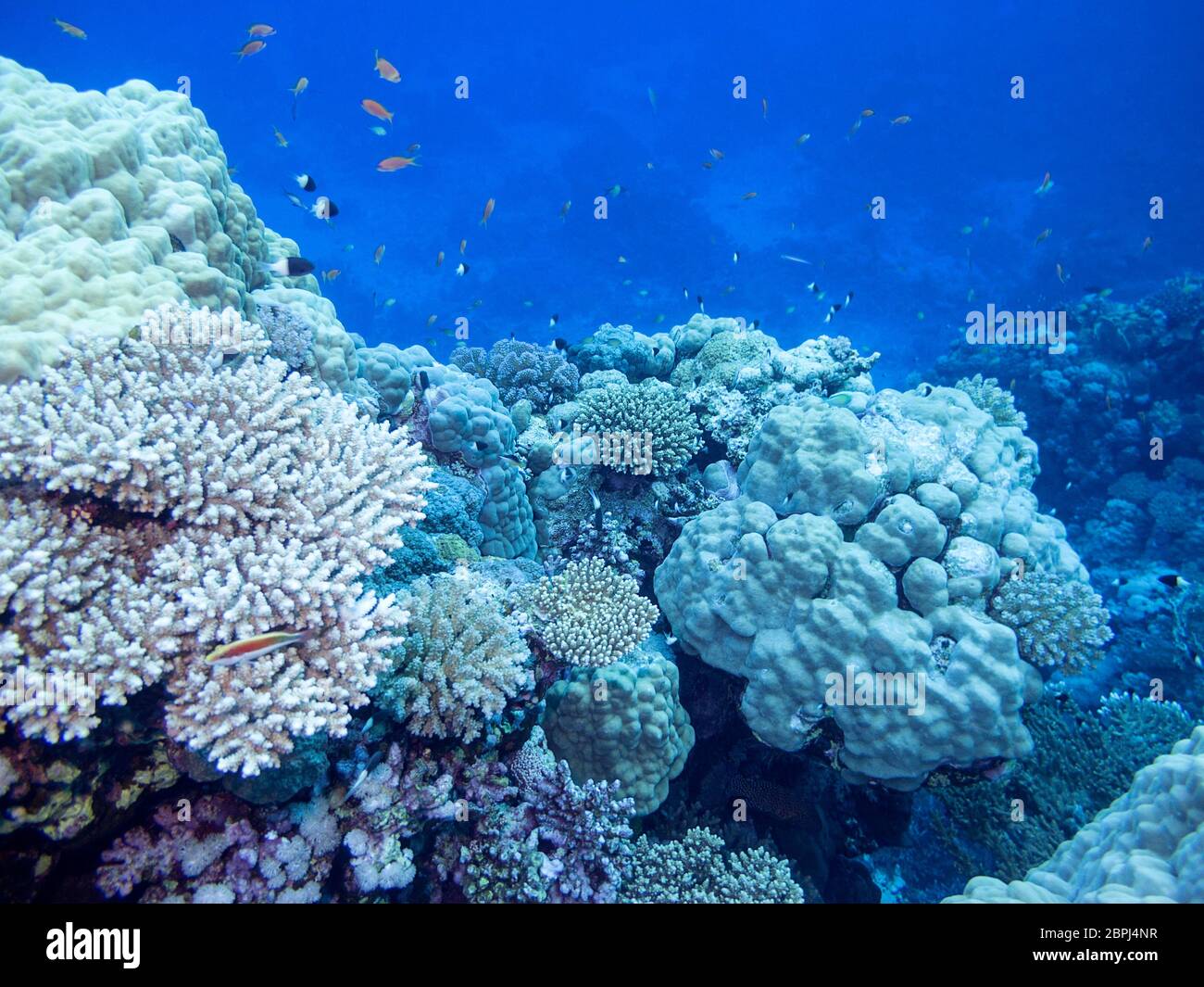 Colorful coral reef at the bottom of tropical sea, underwater landscape ...