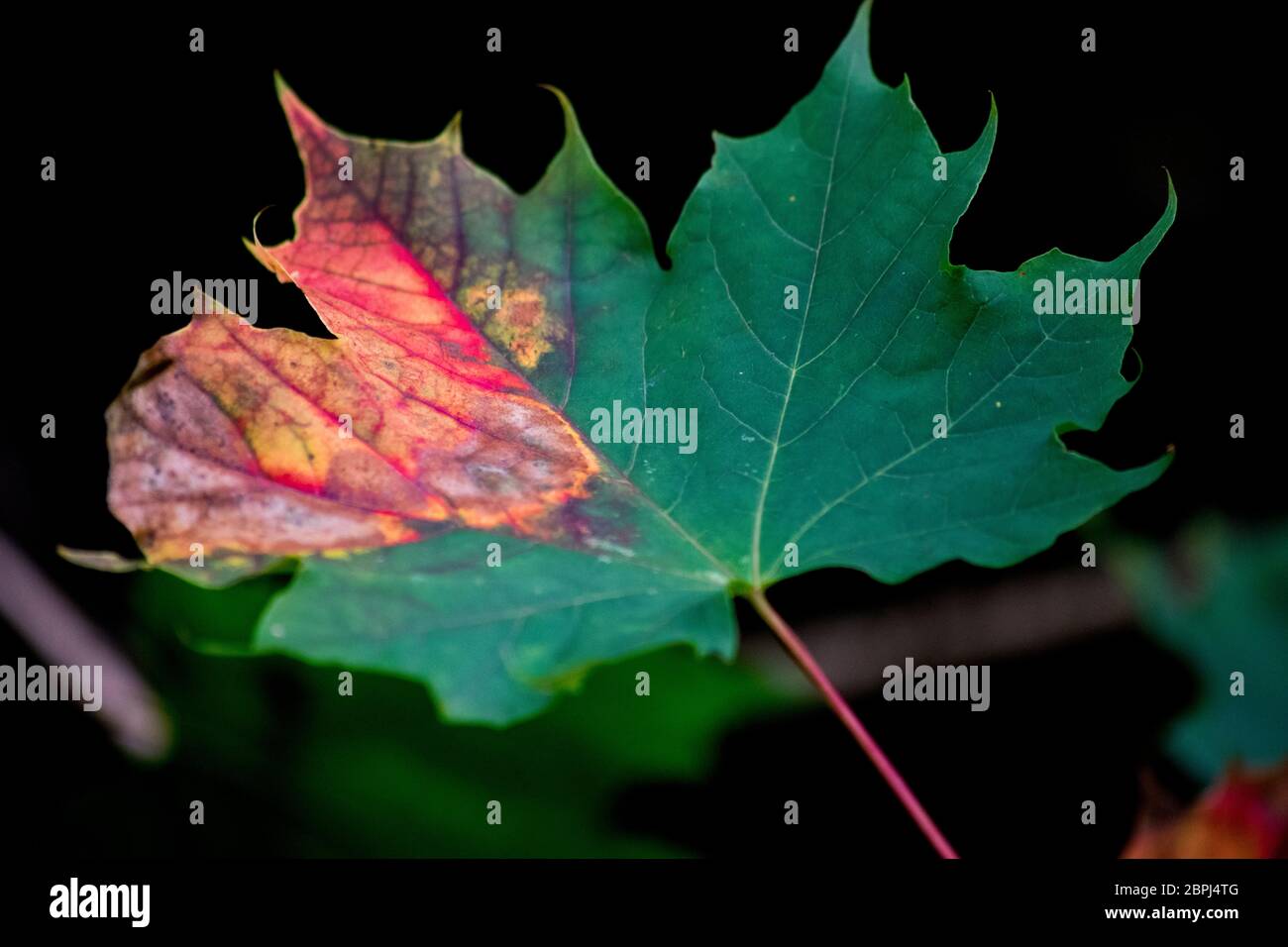 Single leaf hi-res stock photography and images - Alamy