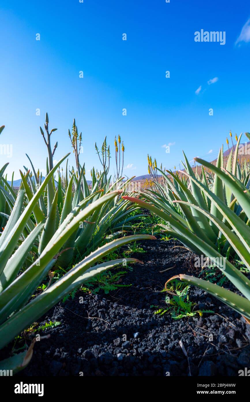 Plantation of medicinal aloe vera plant in the Canary Islands. Aloe Vera in farm garden  in desert Furteventura Stock Photo