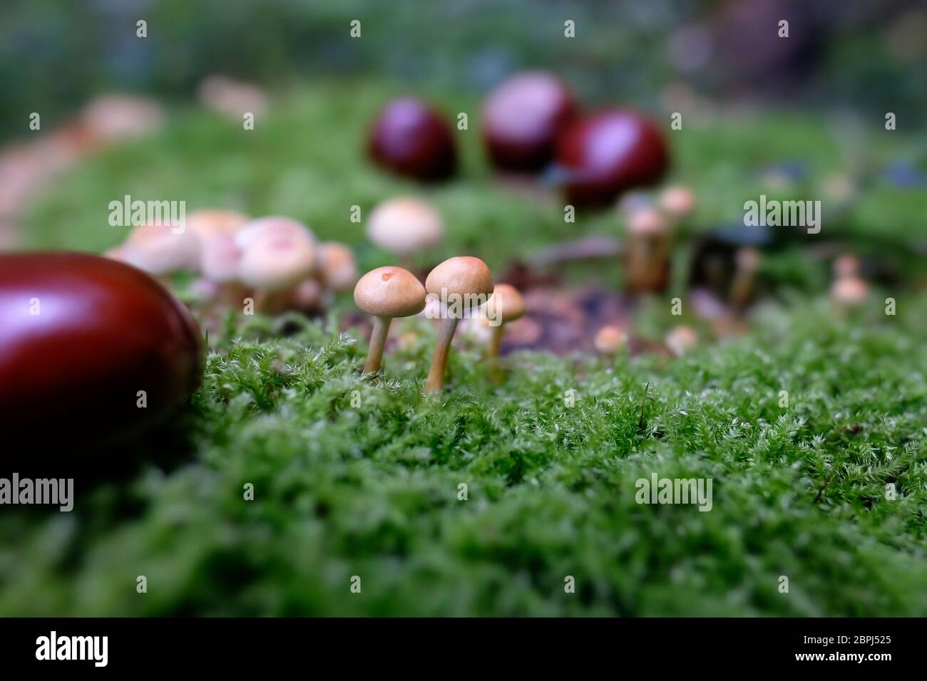 Grünblättrige Schwefelköpfe und Rosskastanie-Samen auf Moos in einer Makroaufnahme Stock Photo