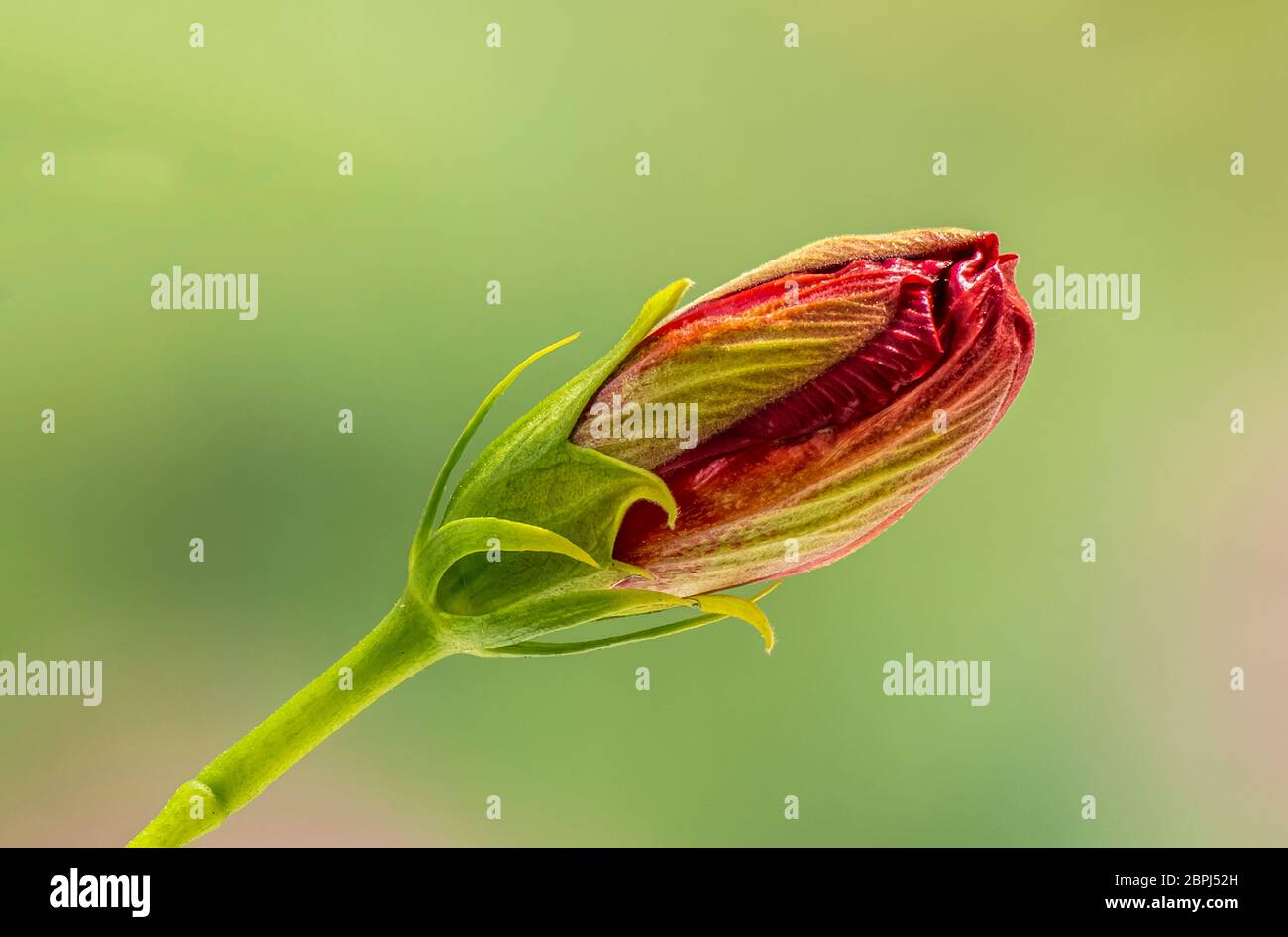 Closeup of single red Hibiscus flower bud against a green background Stock Photo