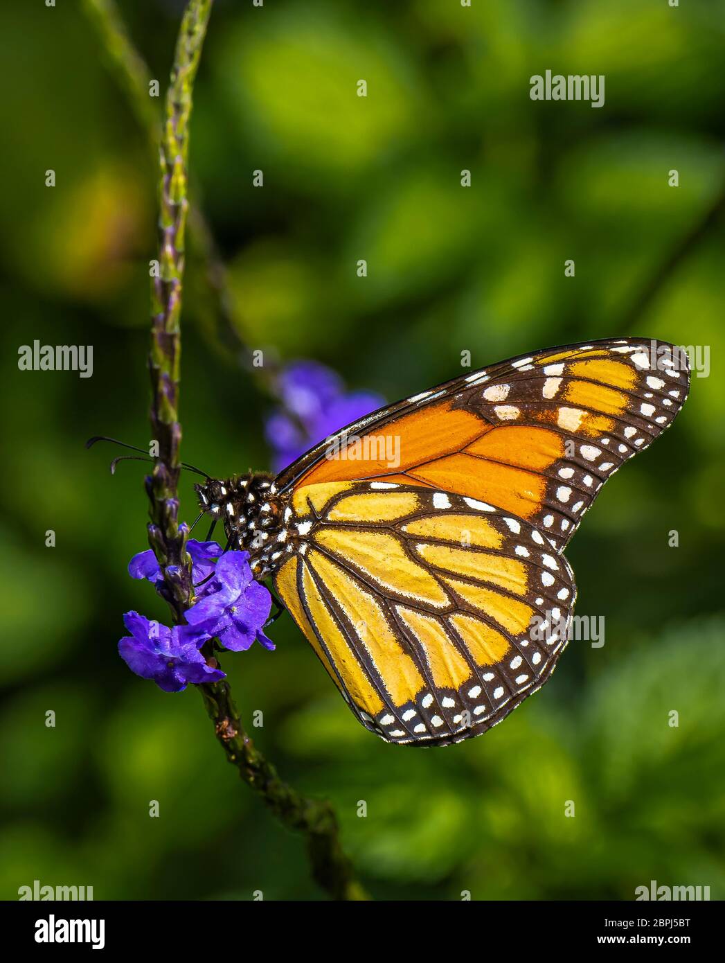 Single Monarch butterfly, Danaus plexippus, also know as  milkweed, common tiger, wanderer, and black veined brown on a purle flower Stock Photo