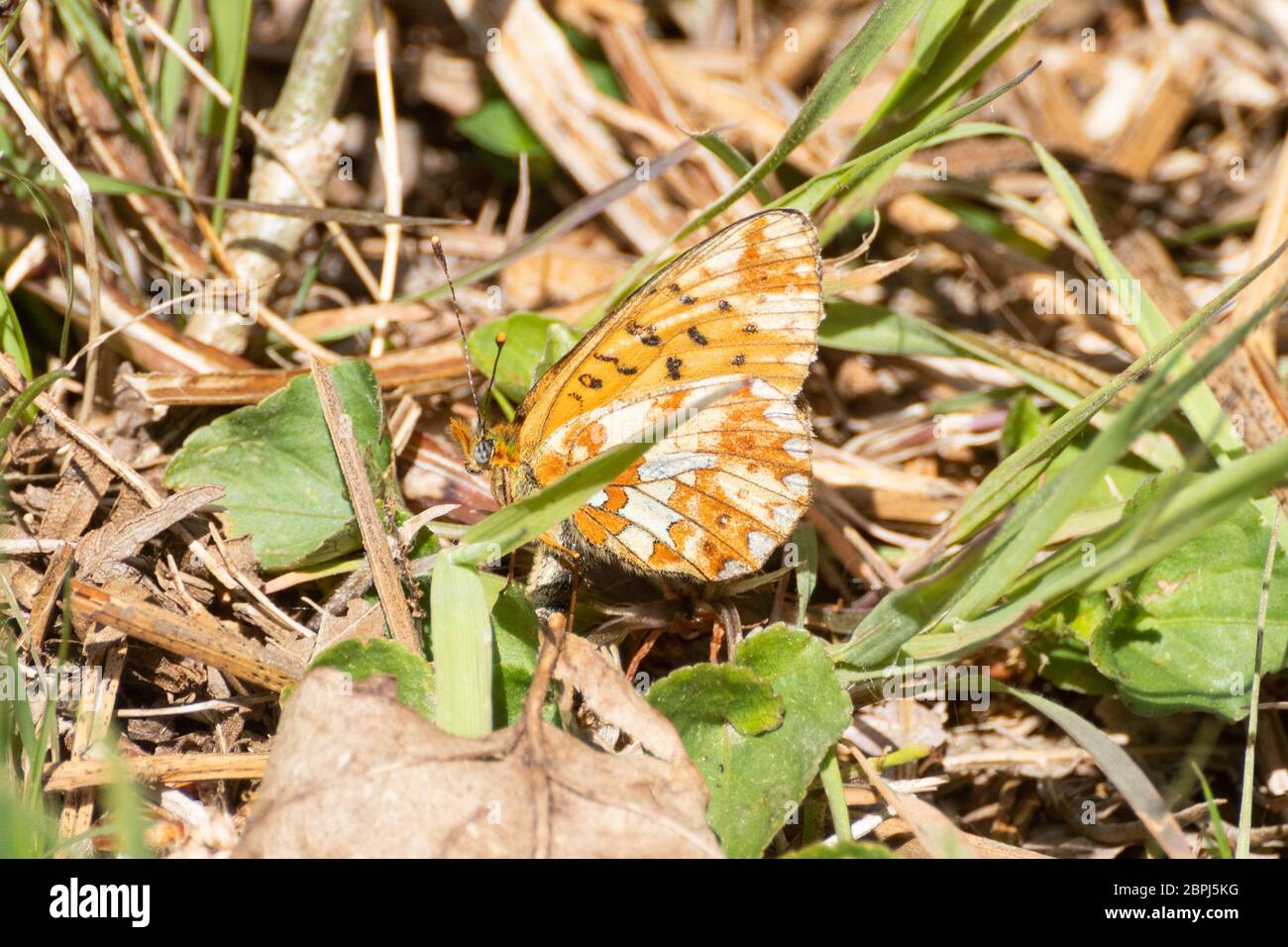 Female pearl-bordered fritillary butterfly (Boloria euphrosyne) ovipositing (laying eggs) on common dog violet (Viola riviniana) larval food plant Stock Photo