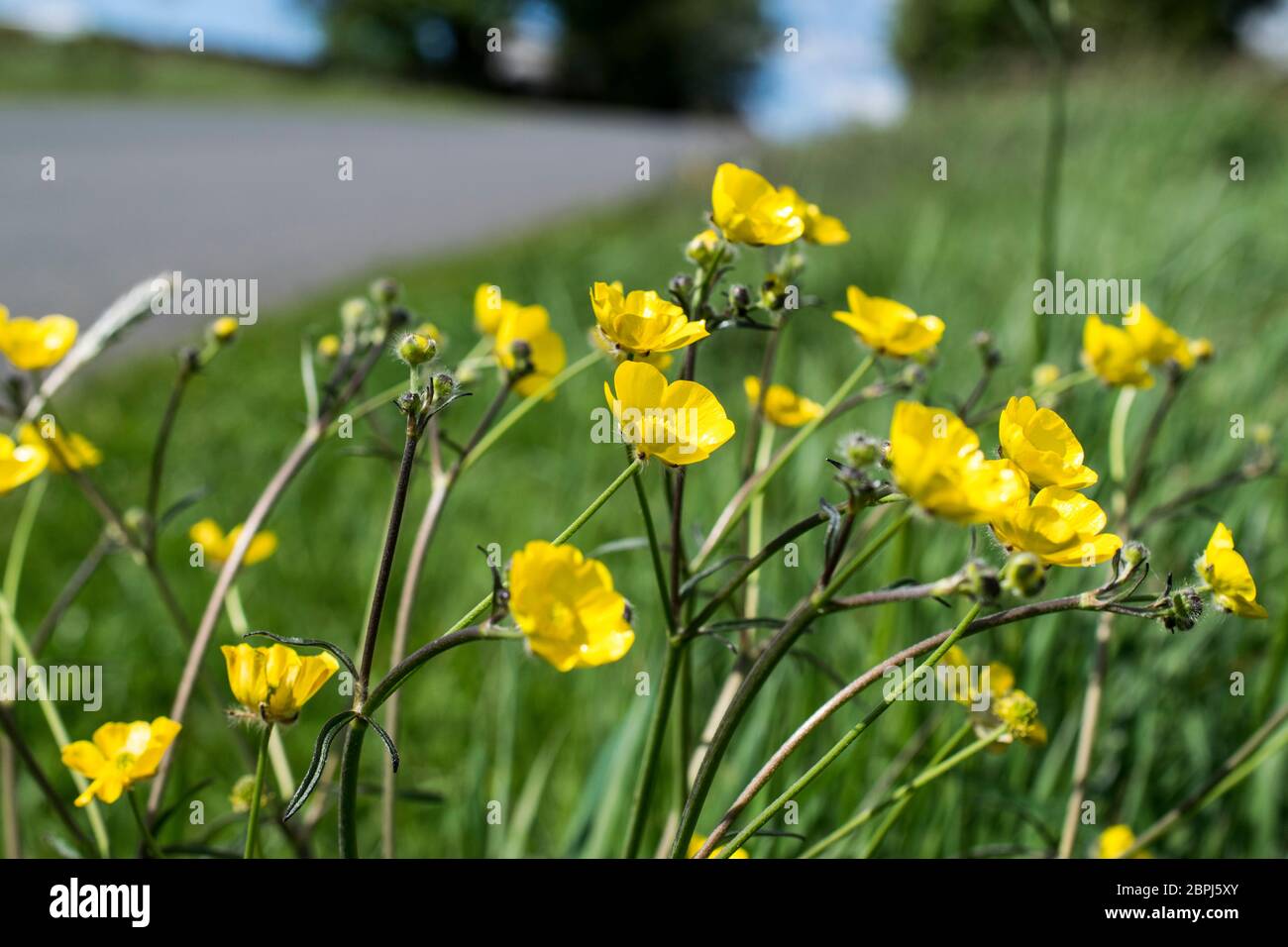 Yellow buttercups on the grass verge Stock Photo