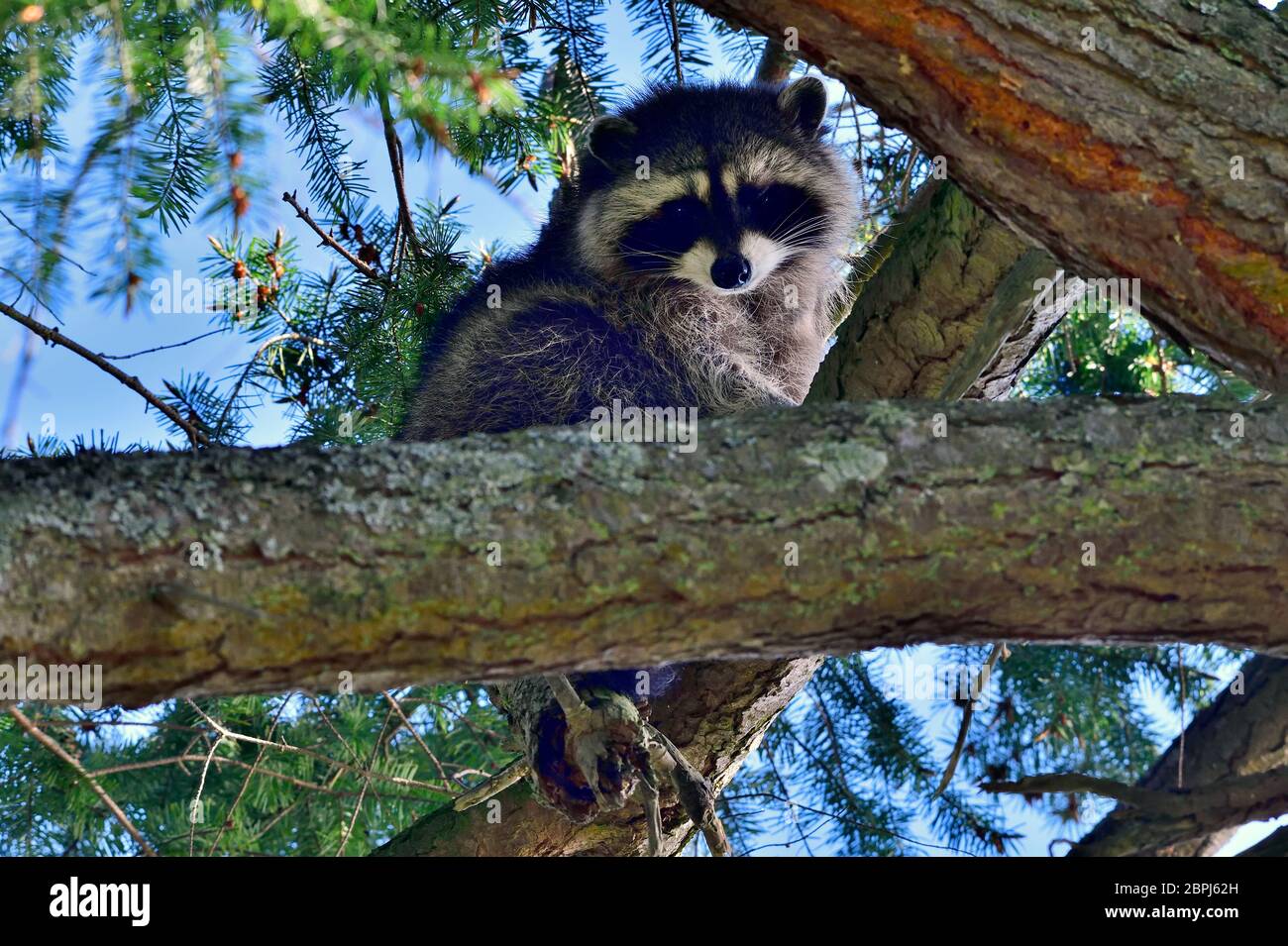 A wild young raccoon 'Procyon lotor', peeking down from his safe perch in a spruce tree on Vancouver Island British Columbia, Canada. Stock Photo