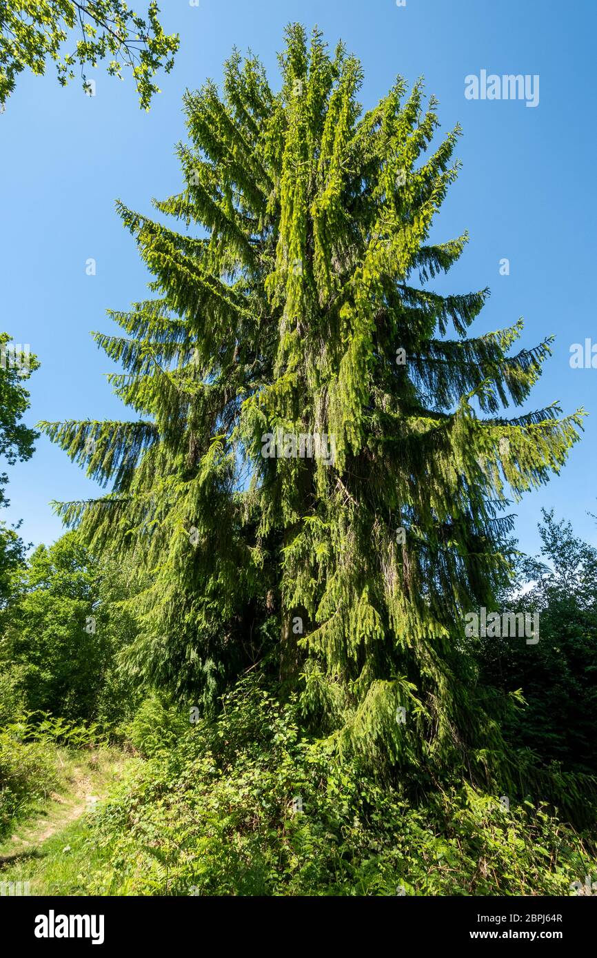Brewer's weeping spruce tree (Picea breweriana) in Bentley Wood on the Hampshire Wiltshire border, England, UK, a tall conifer with drooping foliage Stock Photo