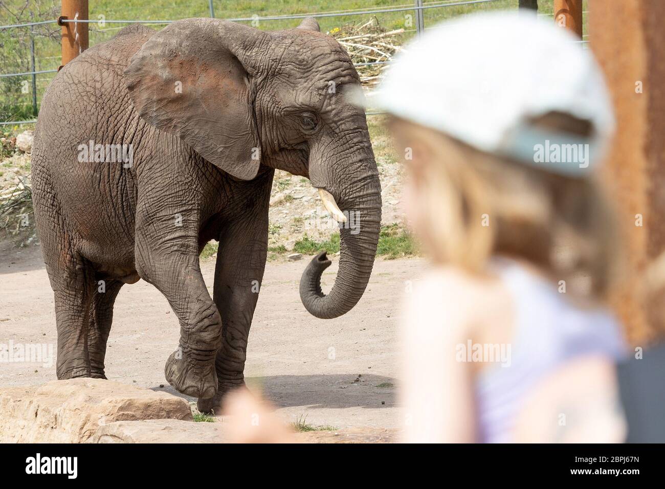 Erfurt, Germany. 19th May, 2020. The pregnant elephant cow 