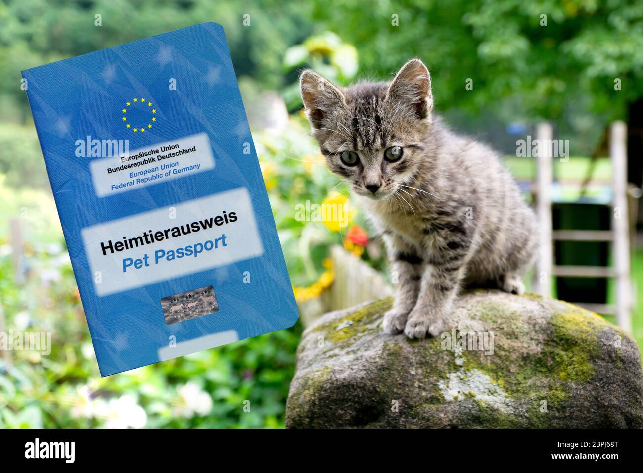 Grey Baby Cat with Pet Passport Composing Stock Photo