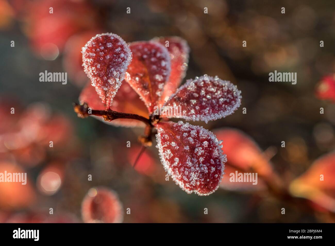 Jack frost on red leaves in winter Stock Photo