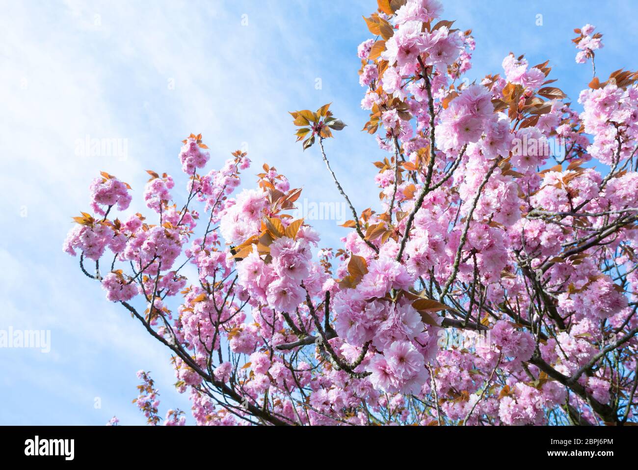 Flowering sakura hi-res stock photography and images - Alamy