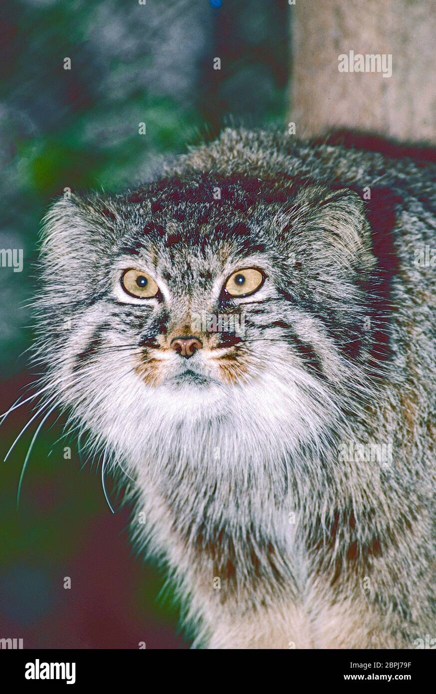 Pallas' Cat ,  (Otocolobus manul,)  from Central Asia. Stock Photo