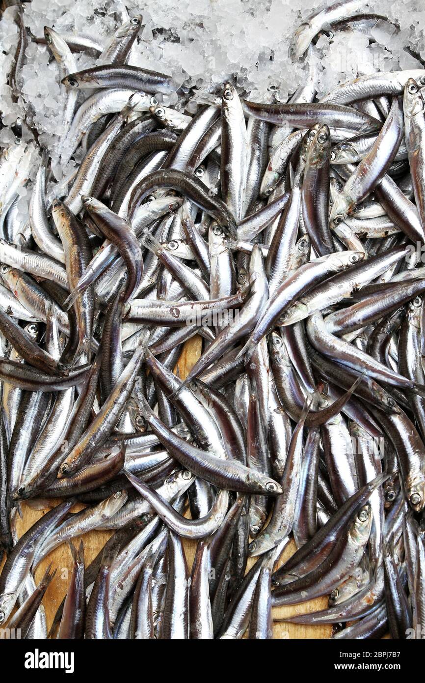 Small anchovy fishes in crate from Mediterranean sea Stock Photo Alamy
