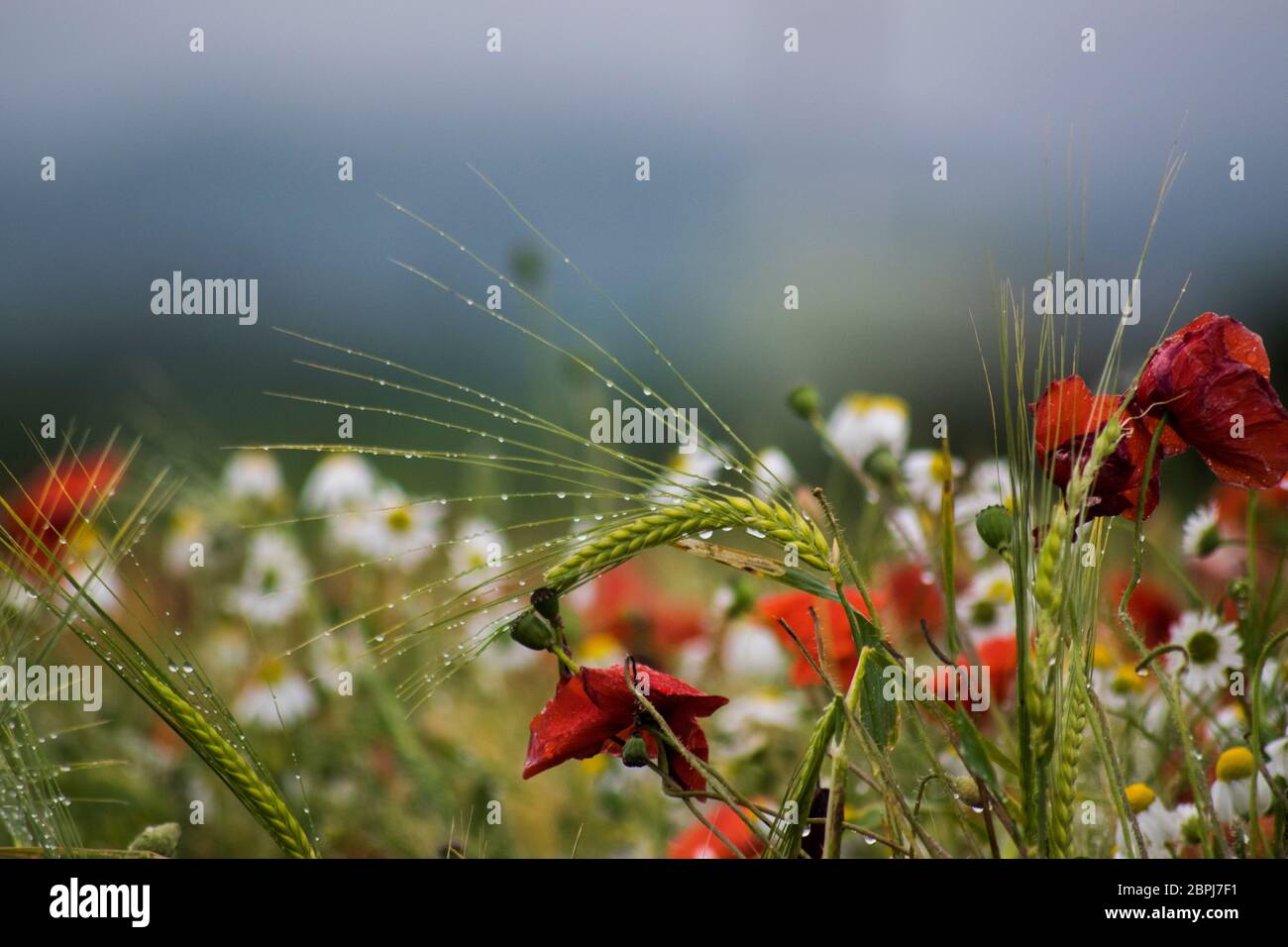 Red Poppies Black Field High Resolution Stock Photography and Images ...