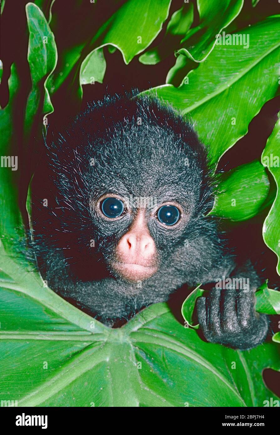 Young Long-haired Spider Monkey,  (Ateles belzebuth,) from Northern South America. Stock Photo
