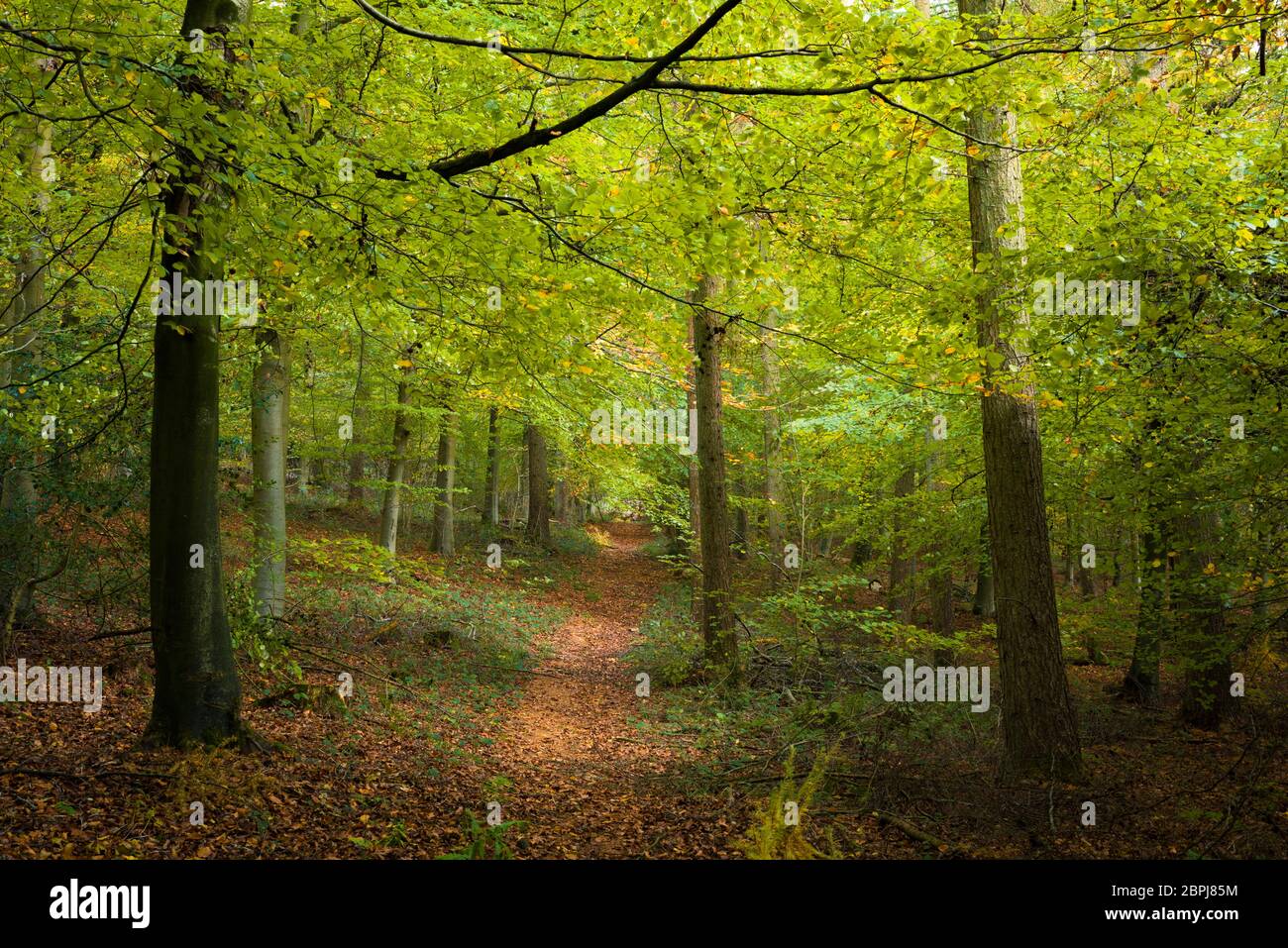 The woodland above Goblin Combe in early autumn near Cleeve, North Somerset, England. Stock Photo