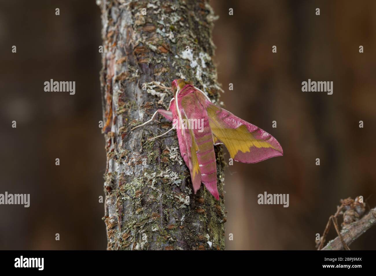 Kleiner Weinschwaermer Deilephila porcellus, small elephant hawk-moth Stock Photo
