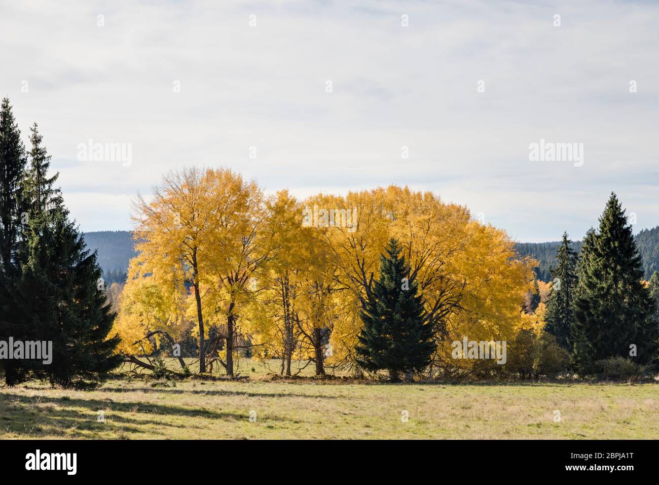 Espen im Herbst Stock Photo