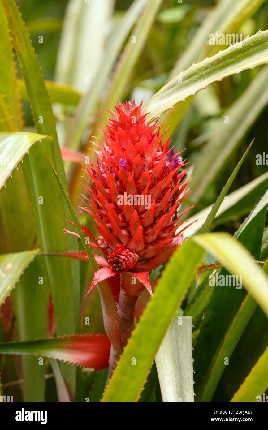 wild pineapple growing in the Amber mountains with lush green leaves