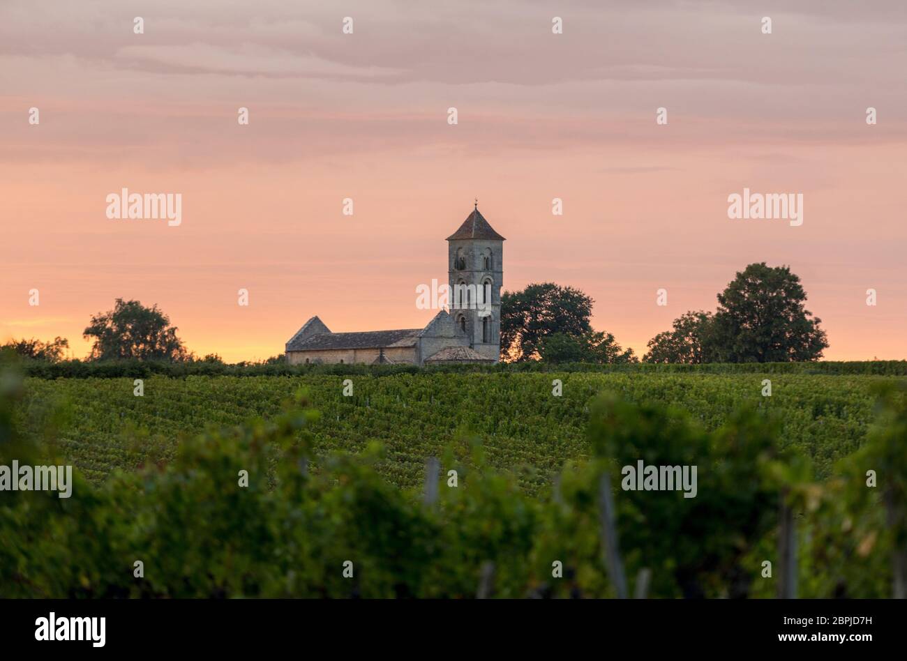 Sunset over the vineyards of Montagne near Saint Emilion. Gironde, Aquitaine. France Stock Photo