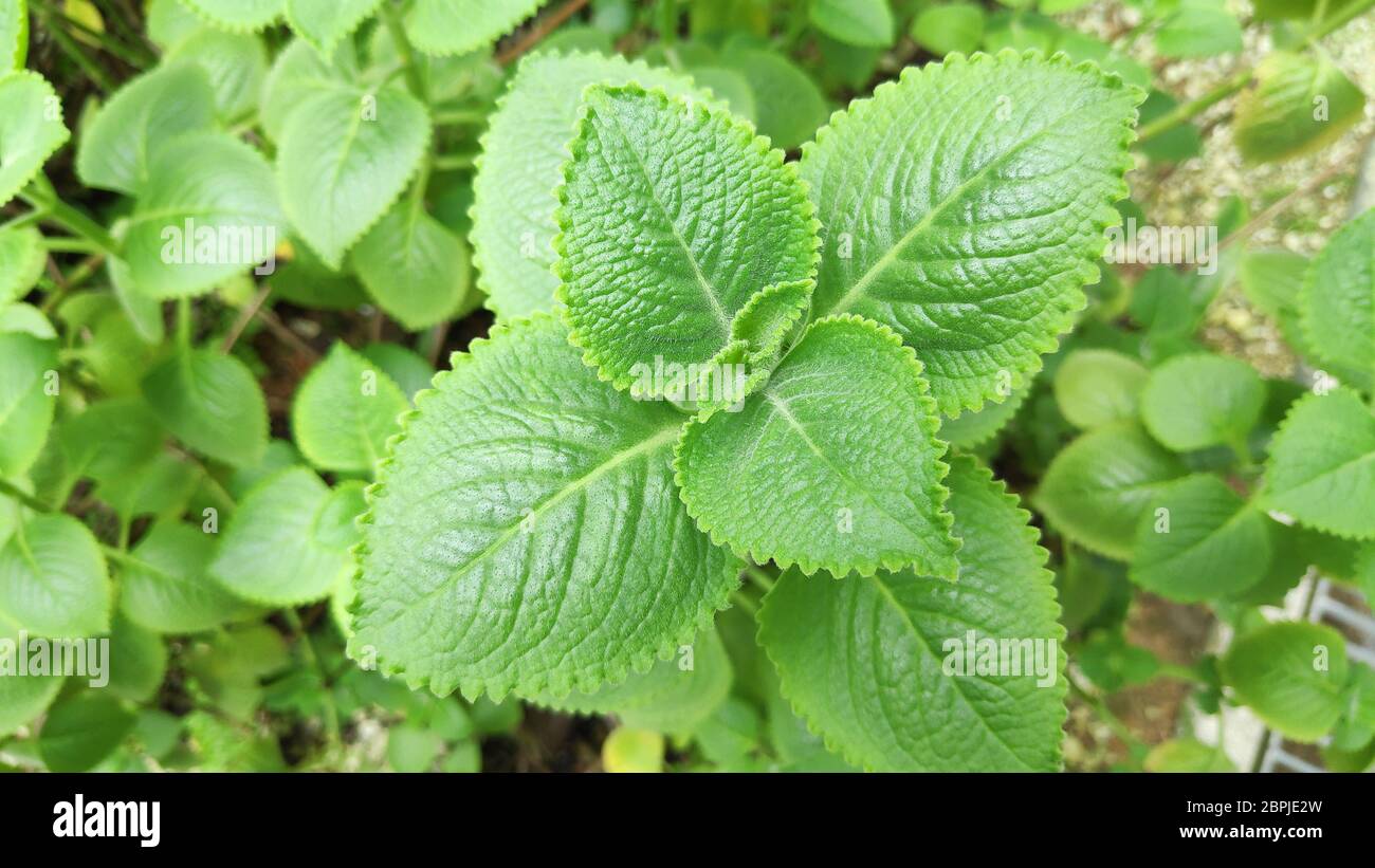 Fresh green Indian borage plant in nature garden Stock Photo