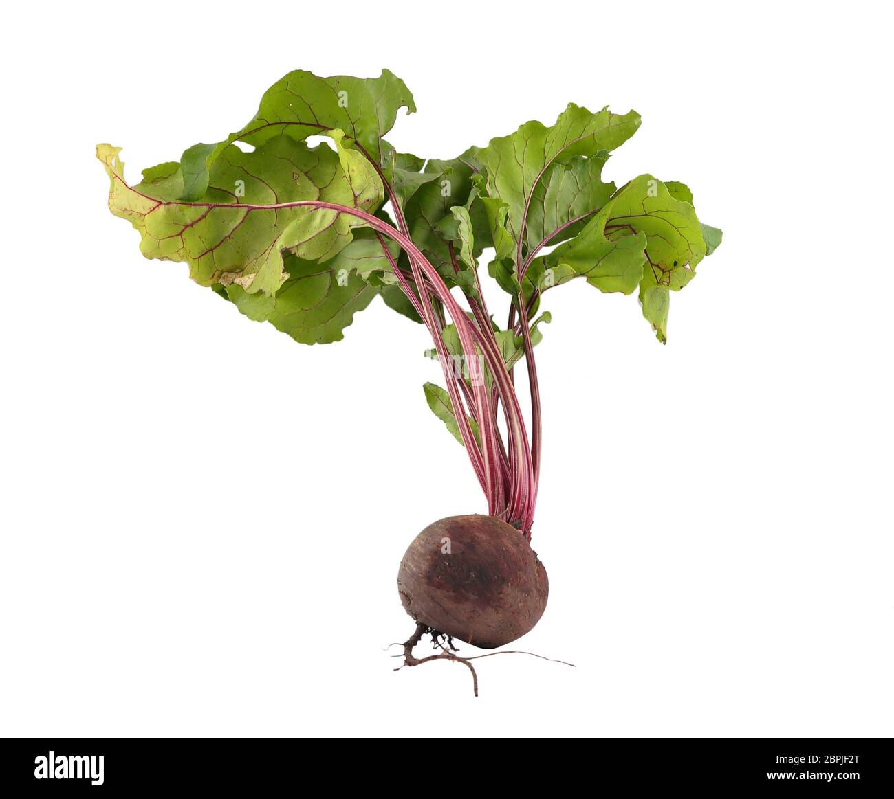 Beet fruit on white background Stock Photo Alamy