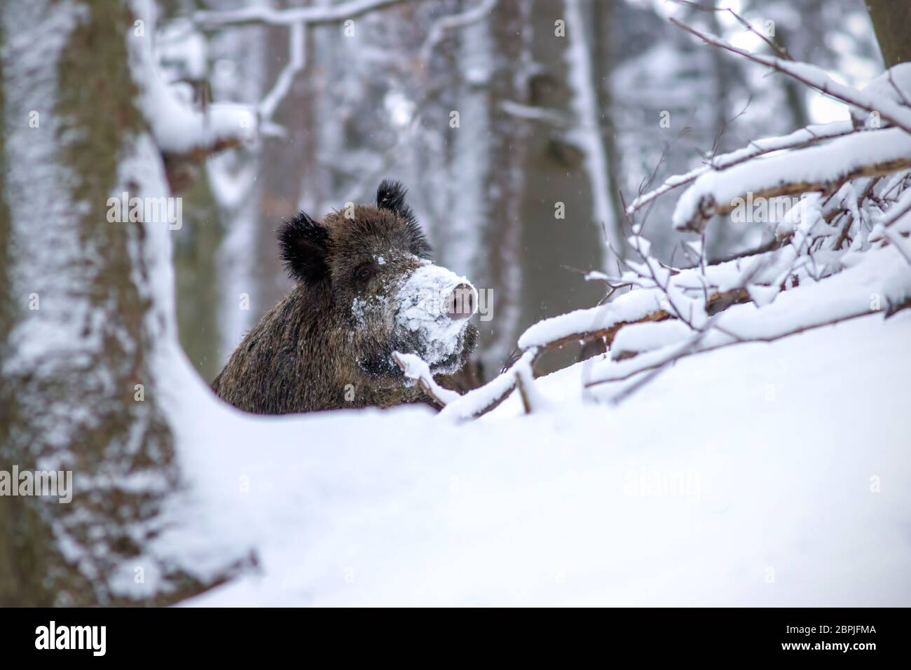 Wild boar, sus scrofa, in winter peeking out with snow on nose. Wild animal  in winter hiding behind a tree. Wildlife scenery from wilderness Stock  Photo - Alamy