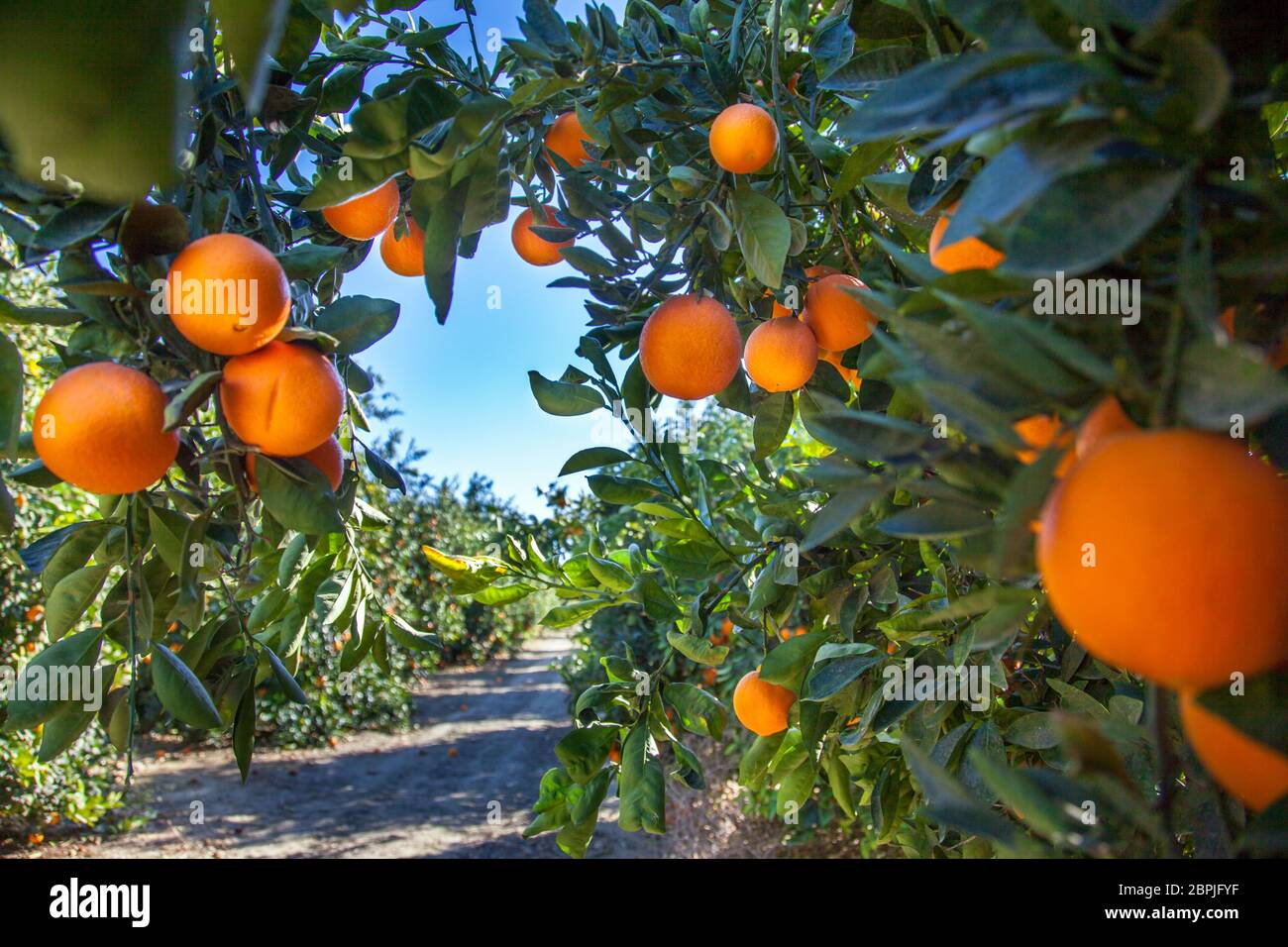 Orange orchard irrigation hires stock photography and images Alamy